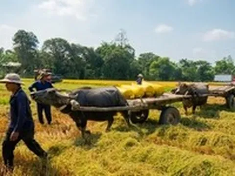 Mùa hè trên những cánh đồng xanh mướt, chôm chôm đỏ rực, măng cụt tím rịm, sơ ri đỏ au