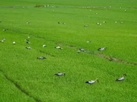 Đàn cò ốc đậu kín trên các ruộng lúa, nông dân vùng Đồng Tháp Mười vui mừng, khỏi cần xịt thuốc diệt ốc