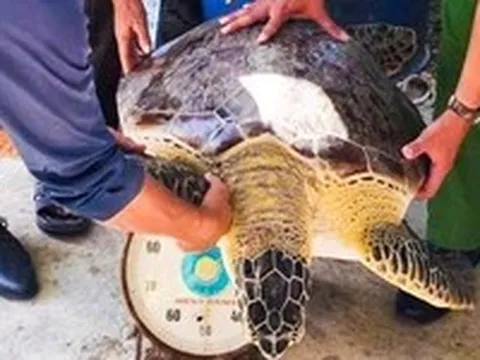 Thả con vích nặng hơn 50kg về lại biển