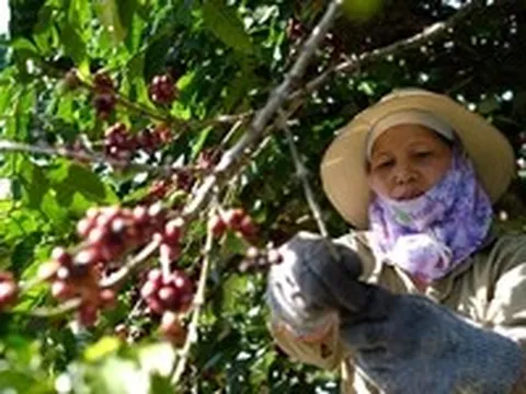 Đưa hạt Robusta Việt từ 'bán theo tấn 'sang 'bán theo ly'