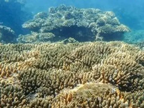 Cận cảnh 'rừng san hô' ven bờ ở Hòn Chồng - Nha Trang