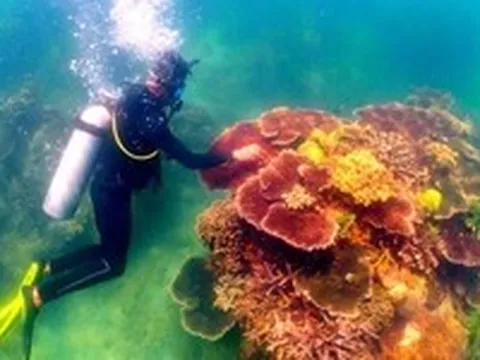 Lặn cùng những 'thợ vườn' trồng san hô dưới đáy vịnh Nha Trang
