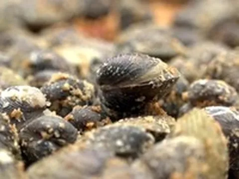 Hến phơi - Đặc sản miền Tây