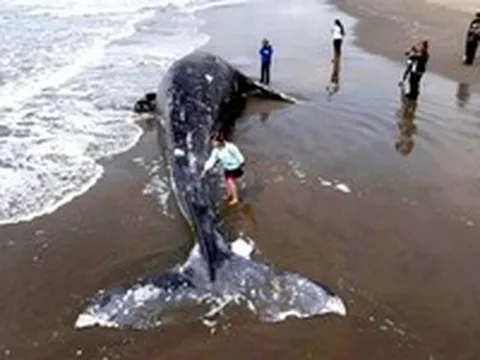 Cá voi xám chết dạt bờ tăng đột biến, chuyện gì đang xảy ra ở Thái Bình Dương?