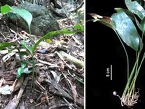 Loài tỏi rừng mới mang tên Poilane, người đưa cây cà phê đến Quảng Trị 100 năm trước