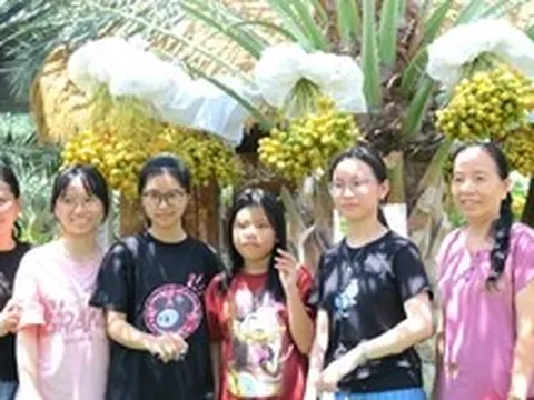 Rủ nhau tham quan miễn phí vườn chà là trĩu trái vùng biên giới Đồng Tháp