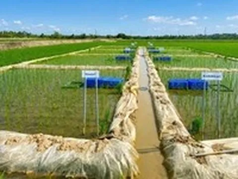 Một doanh nghiệp tại Cần Thơ 'xung phong' hợp tác, bao tiêu lúa Nhật ở Vĩnh Long