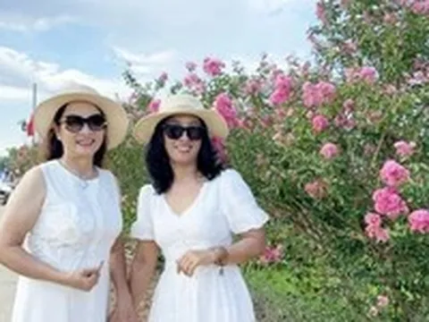 Say lòng đường hoa tường vi rực sắc hồng bên đồng lúa xanh ở Đà Nẵng