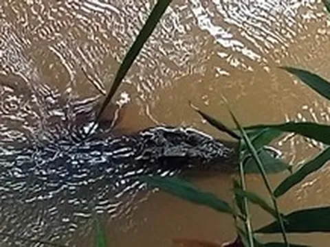 Người dân nói thấy cá sấu dưới suối ở Đồng Nai, chính quyền vào cuộc xác minh