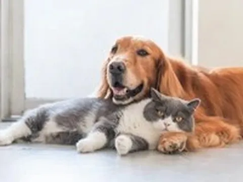 Chó hay mèo sống lâu hơn? Khoa học có câu trả lời bất ngờ