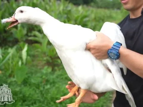 Món 'nửa vịt nửa ngan' có tên gọi lạ lùng là đặc sản của địa phương nào?
