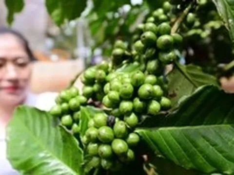 Giá cà phê thế giới tăng tiếp, trong nước sắp tăng?