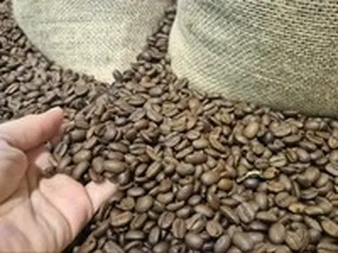 Đại ngàn không lớn lên từ một gốc cây, Robusta cũng vậy