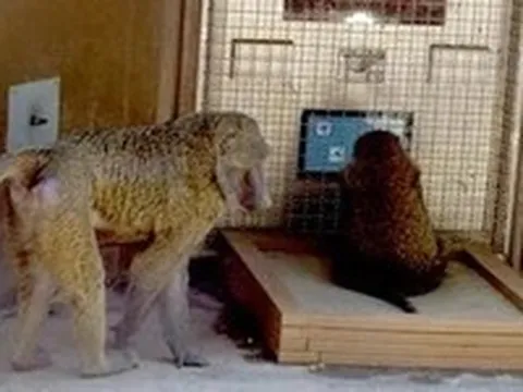 Khỉ biết nhận ra quy luật hình học từ hàng triệu năm trước con người?