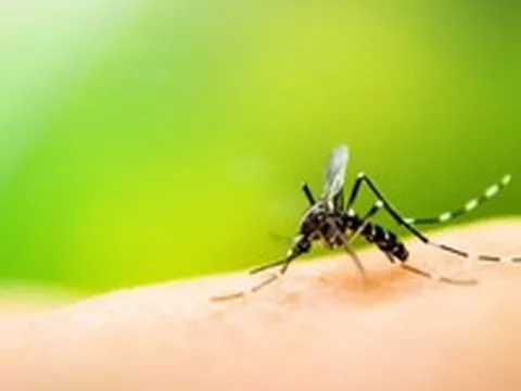 Phát hiện muỗi vẫn có thể sống sót trước những chất cực độc