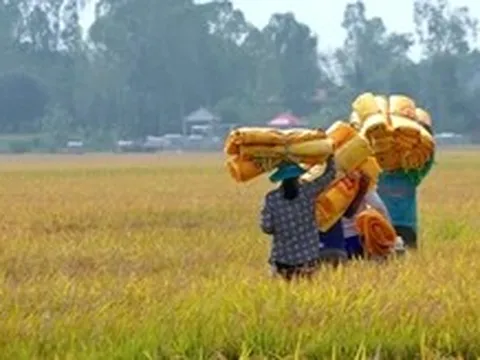 Nông dân Đồng Tháp thu hoạch lúa hè thu, lợi nhuận không cao do chi phí tăng