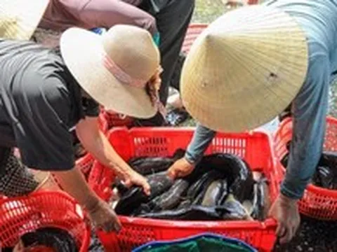 Dân Quảng Trị nuôi cá lóc giữa vùng cát trắng