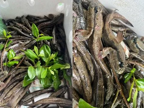 Loại cá 'lạ nhất hành tinh', biết chạy nhảy, leo cây là đặc sản ở đâu Việt Nam?