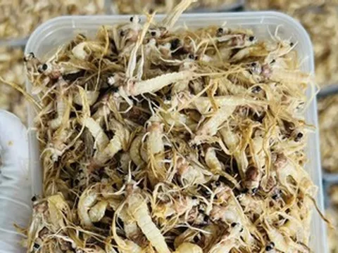 Đặc sản nào ở Hà Nội có vòng đời ngắn chỉ 1 tiếng, rán trứng hoặc rang đều ngon?