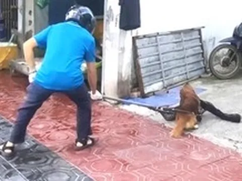 Phường Đông Hòa, TP.HCM tổ chức bắt chó thả rông