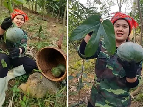 Loại quả đặc sản nào ở miền Bắc có hạt tươm dầu, được dùng thay mỡ lợn, dầu ăn?