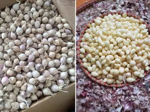 Đặc sản nào phát triển đột biến, được xem như 'thần dược' ở Sơn La?