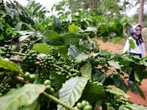 Xuất khẩu tăng vọt, giá cà phê quay đầu giảm