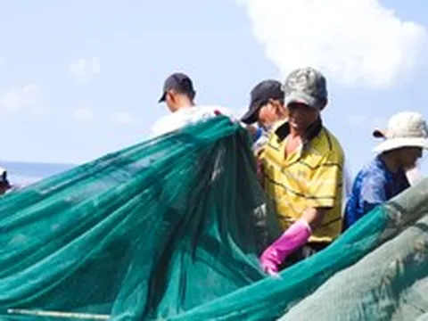 Nhà thùng nước mắm Phú Quốc gặp khó vì thiếu cá cơm