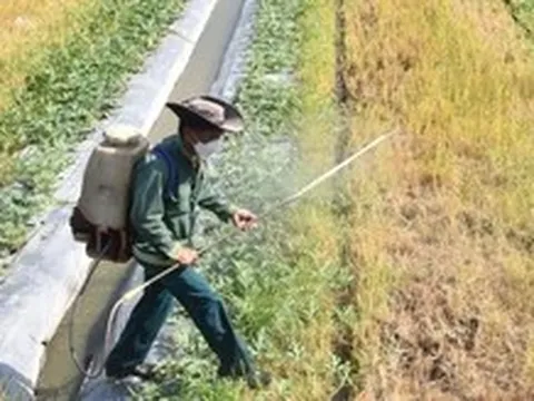 Chưa rõ nguyên nhân rau màu chết bất thường, nông dân thấp thỏm xuống giống vụ mới
