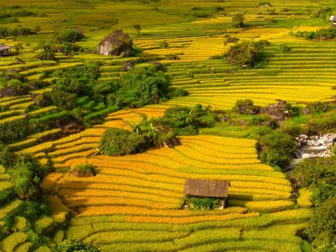 Mùa lúa vàng rực gây 'sốt' ở Nậm Cang nhìn từ trên cao