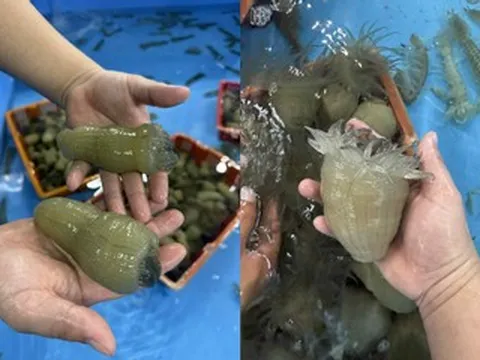 Con gì ở miền Trung nhiều râu, 'dưới nước thì nở, lên bờ lại teo', ăn giòn ngon?