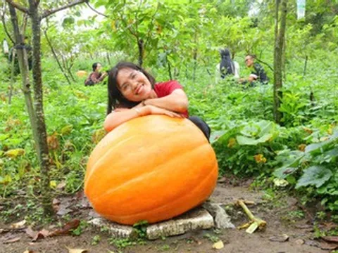Độc đáo vườn bí ngô khổng lồ ở vùng biên Quảng Ninh, có quả nặng hơn 120kg