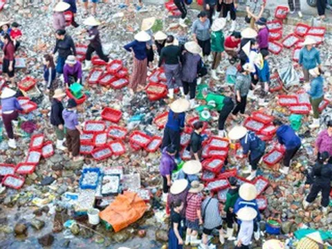 Chợ làng chài cách Hà Nội 3,5 giờ lái xe, hải sản tươi, mực từ 100.000 đồng/kg