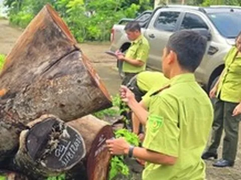Tỉnh ủy Gia Lai yêu cầu xác minh vụ chặt hạ hàng loạt cây xanh tại trụ sở xã
