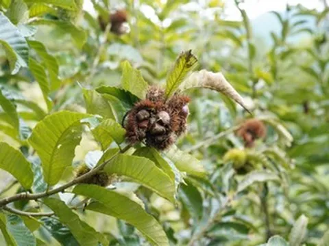 Tháng 8, khách tới Lạng Sơn 'săn' đặc sản: Loại ngọt thơm, loại gai chi chít