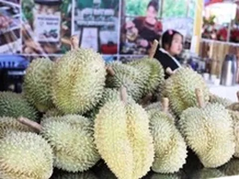 90% kim ngạch xuất khẩu sầu riêng đang tới Trung Quốc, kỳ vọng thị trường đa dạng hơn
