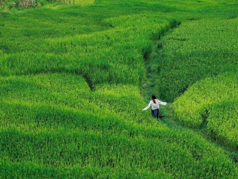 Cảnh đồng lúa xanh bất tận ở 'ngôi làng đẹp nhất châu Á' tại Việt Nam