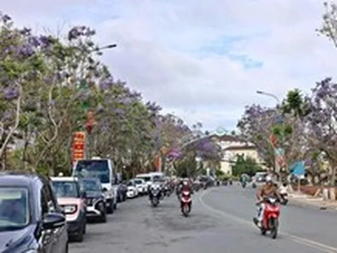 Hàng phượng tím Đà Lạt bị cắt trụi, người dân nói 'quá mạnh tay'