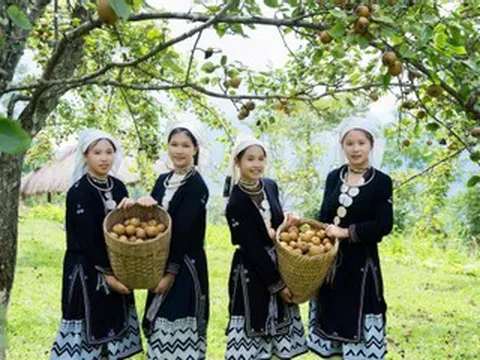 Địa điểm du lịch 2/9 ở miền Bắc: Hái lê giữa núi rừng, khám phá đảo hoang sơ