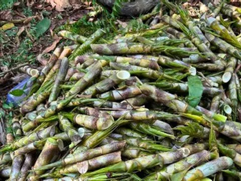 Sản vật chui lên từ lòng đất ở miền Bắc, ăn giòn ngọt, chế biến được đủ món ngon