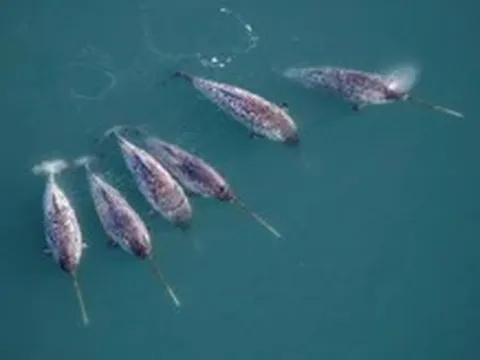 Kỳ lân biển 'đi làm thay' nhà khoa học, phát hiện điều bất ngờ dưới Greenland