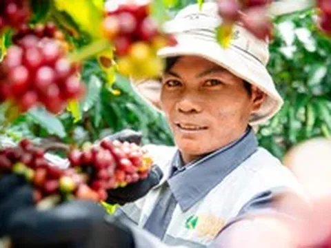 Robusta Việt cần 'hộ chiếu' dữ liệu để chinh phục thị trường quốc tế