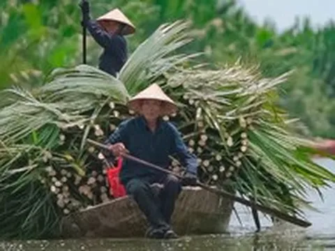 Hội An sắp có tour tham quan độc đáo tại Rừng dừa Cẩm Thanh