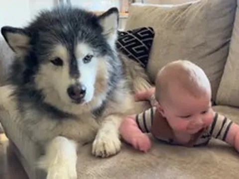 Chó Alaska đặc biệt thân thiện với con người, nhưng đừng chủ quan dùng bạo lực