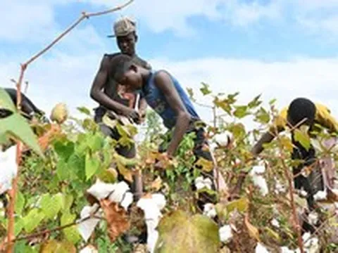 Gần một nửa nông dân thế giới bị ngộ độc thuốc trừ sâu mỗi năm