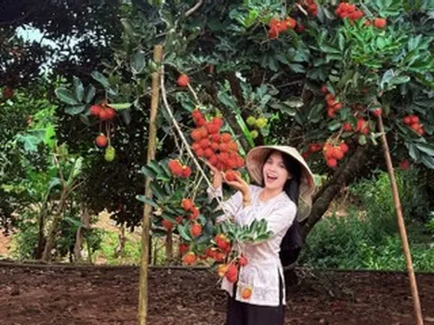 Vào vườn đặc sản chín đỏ, lúc lỉu ở Phú Quốc, khách hái mỏi tay, ăn thoả thích
