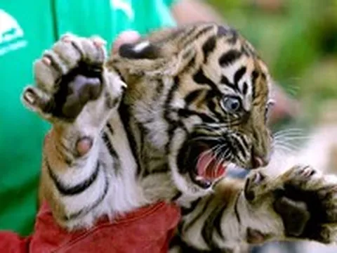 Ngắm ba chú hổ con Sumatra 'hiếm nhất thế giới' chào đời tại Hy Lạp