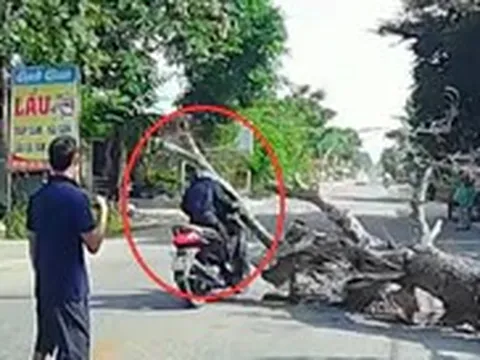 Vụ cây đổ đè chết người: Con trai nạn nhân mong giảm nhẹ hình phạt cho người liên quan