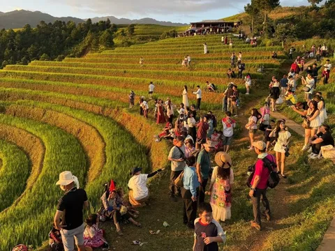 Kẹt cứng đường đi xem lúa vàng Mù Cang Chải