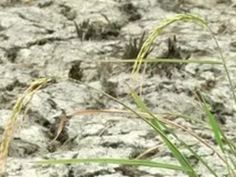 Siêu El Nino có thể làm đảo lộn đời sống Đông Nam Á